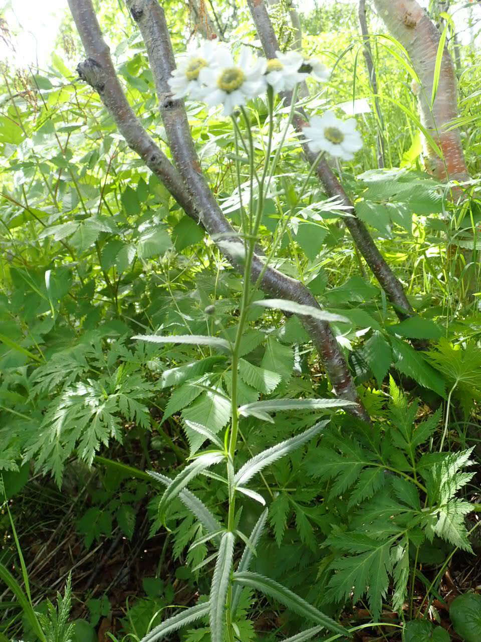 Achillea ptarmica subsp. macrocephala (Rupr.) Heimerl resmi