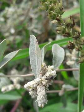 Image of Alternanthera albida (Moq.) Griseb.