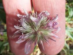 Plancia ëd Trifolium attenuatum Greene