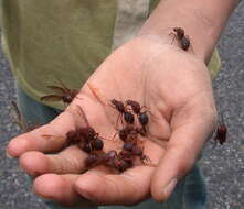 Image of leaf-cutter ants