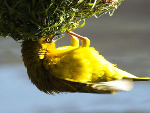 Image of Cape Weaver