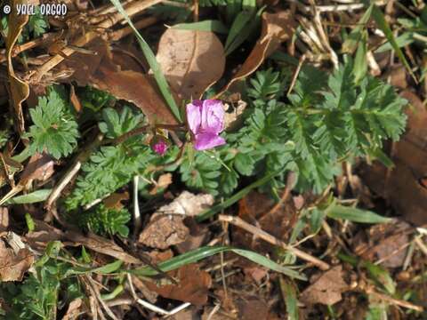 Sivun Erodium acaule (L.) Becherer & Thell. kuva