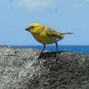 Image of Laysan Finch