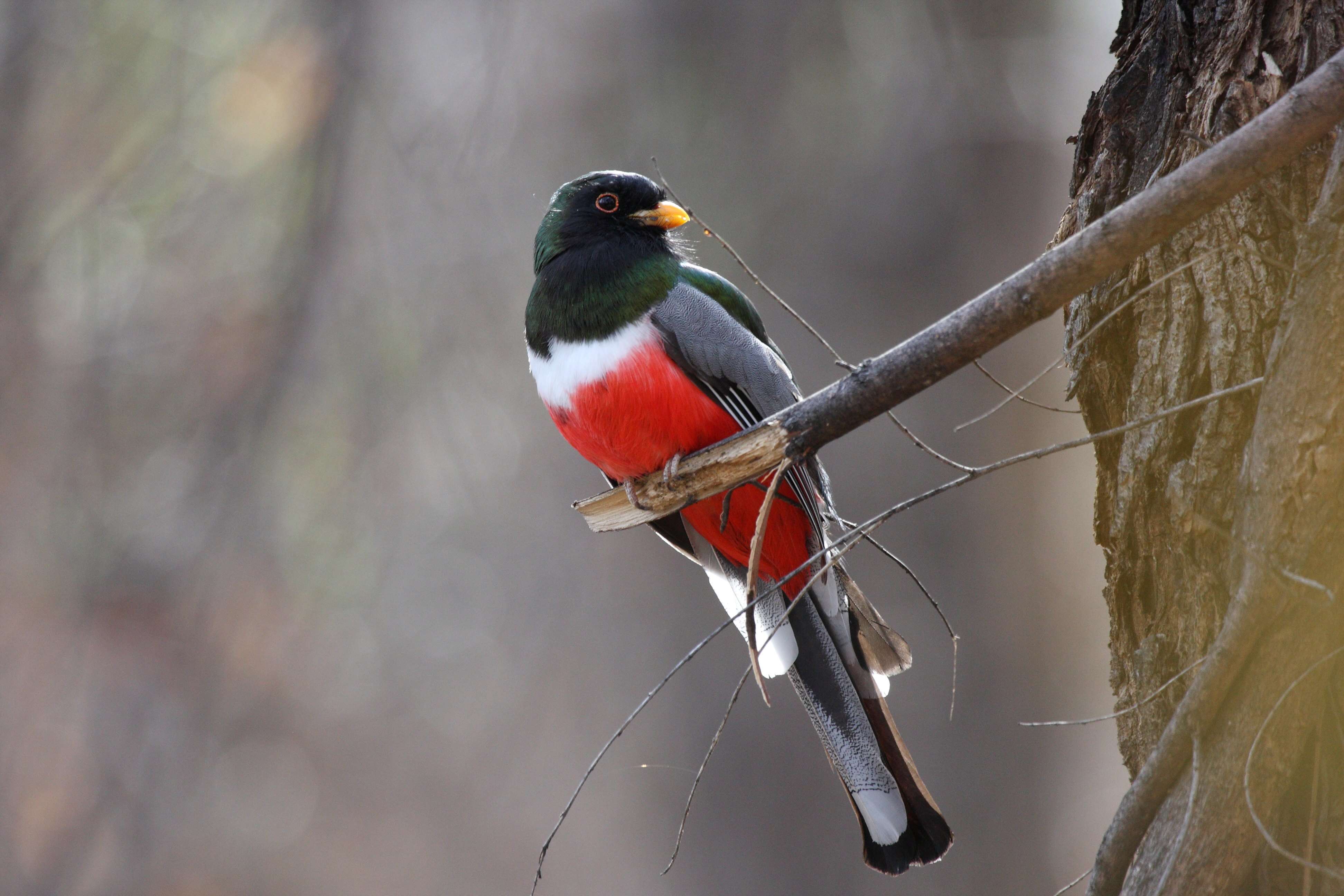 Imagem de Trogon elegans Gould 1834