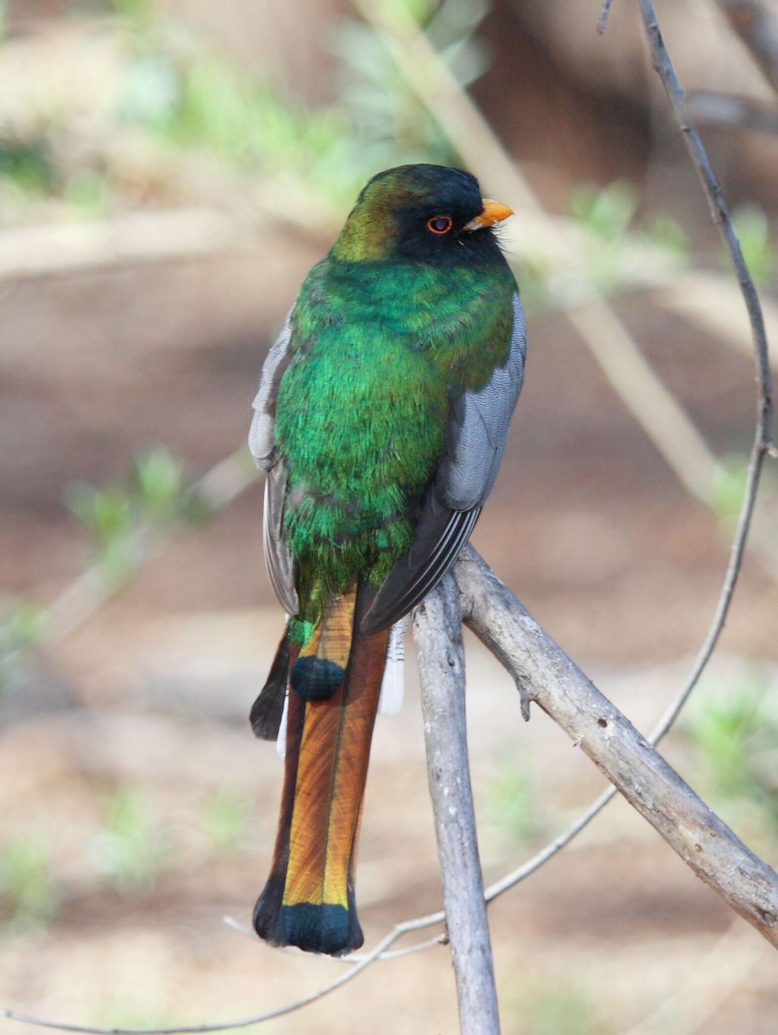 Plancia ëd Trogon elegans Gould 1834