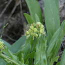 Слика од Andersonglossum occidentale (A. Gray) J. I. Cohen