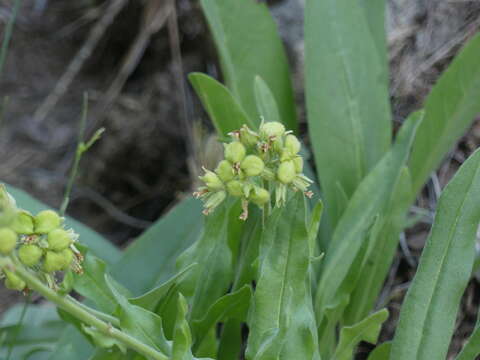 Слика од Andersonglossum occidentale (A. Gray) J. I. Cohen