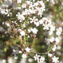 Image of Leucopogon polymorphus Sond.