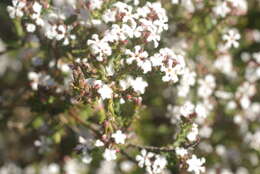 Слика од Leucopogon polymorphus Sond.