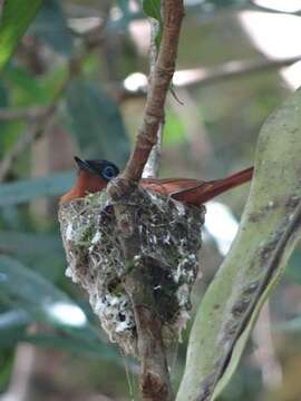 Image of Madagascar Paradise Flycatcher