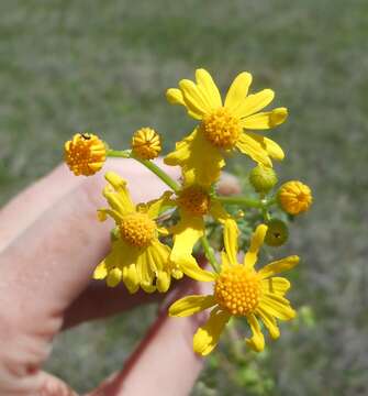 Image of Great Plains Groundsel