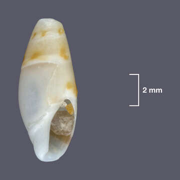 Sivun Amalda edithae (Pritchard & Gatliff 1899) kuva