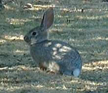 Image of Audubon's Cottontail