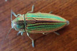 Image of Buprestis striata Fabricius 1775