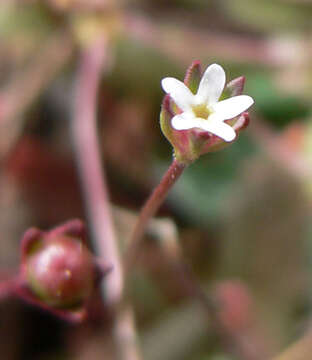 Image of pygmyflower rockjasmine