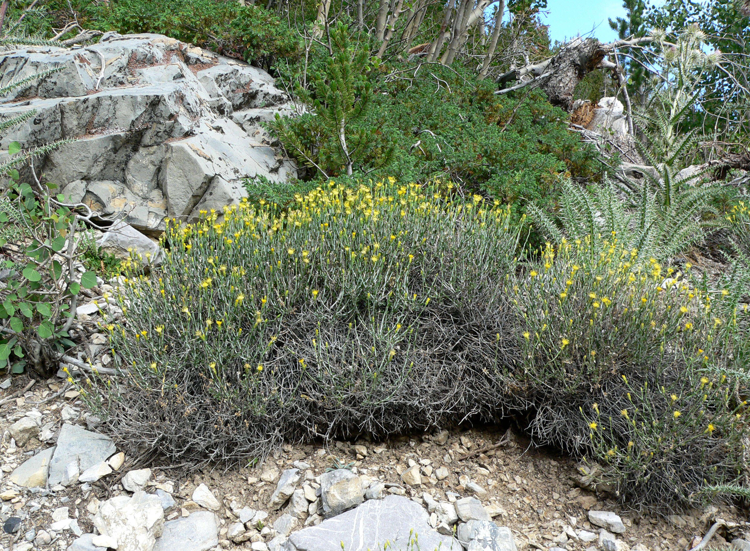 Ericameria discoidea (Nutt.) G. L. Nesom resmi