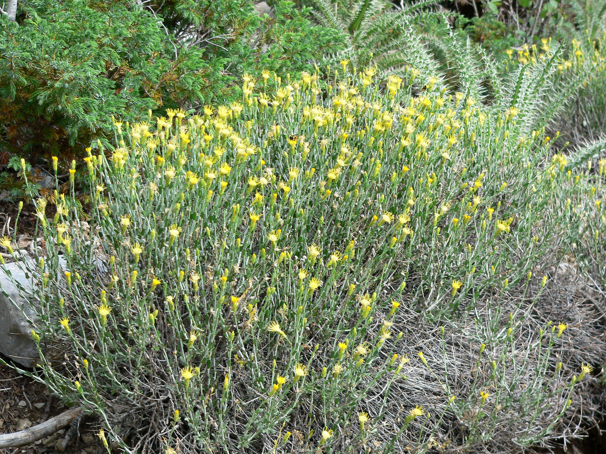 Ericameria discoidea (Nutt.) G. L. Nesom resmi