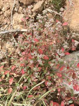 Image of red-gland spurge