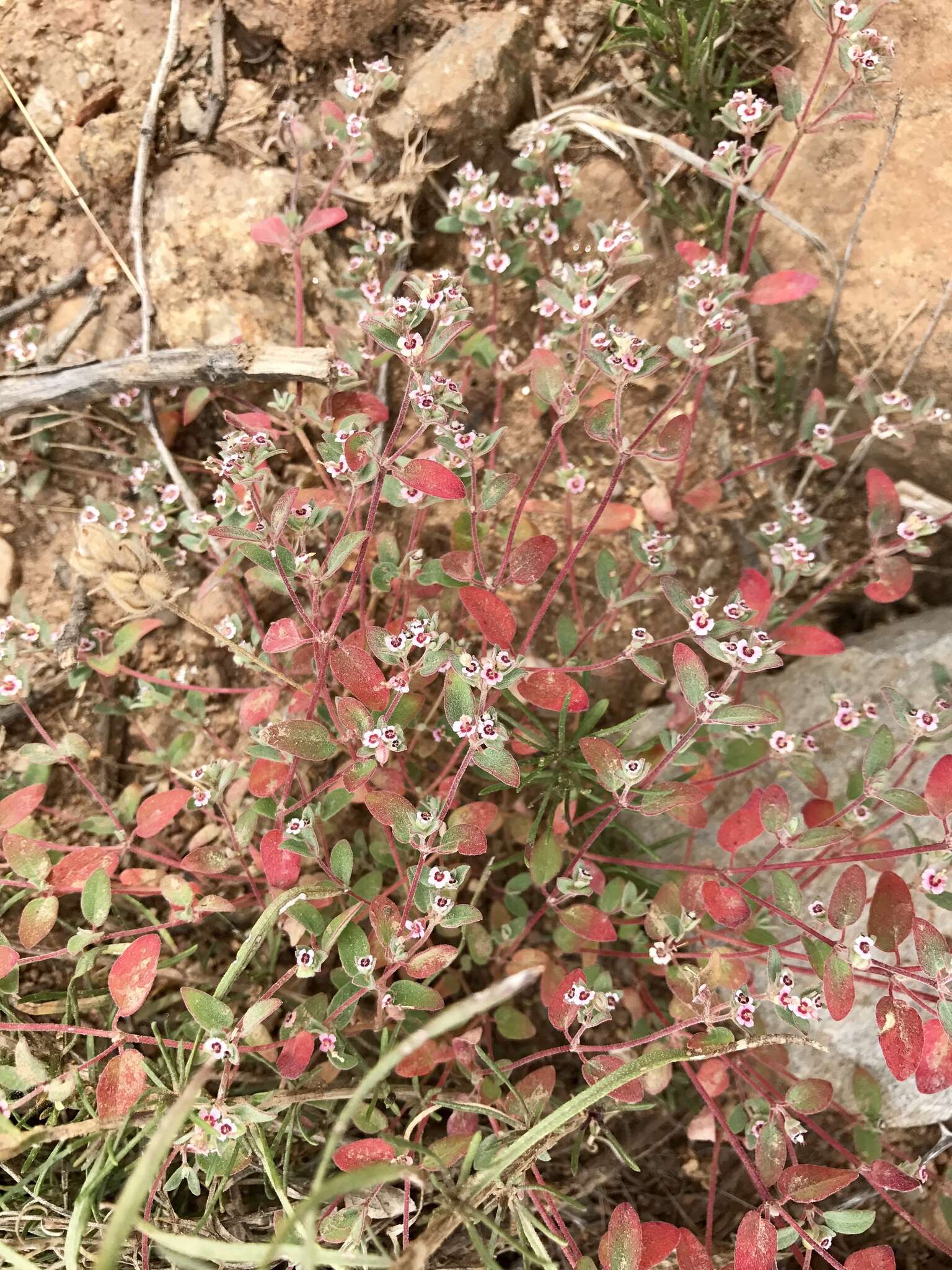 Imagem de Euphorbia melanadenia Torr. & A. Gray