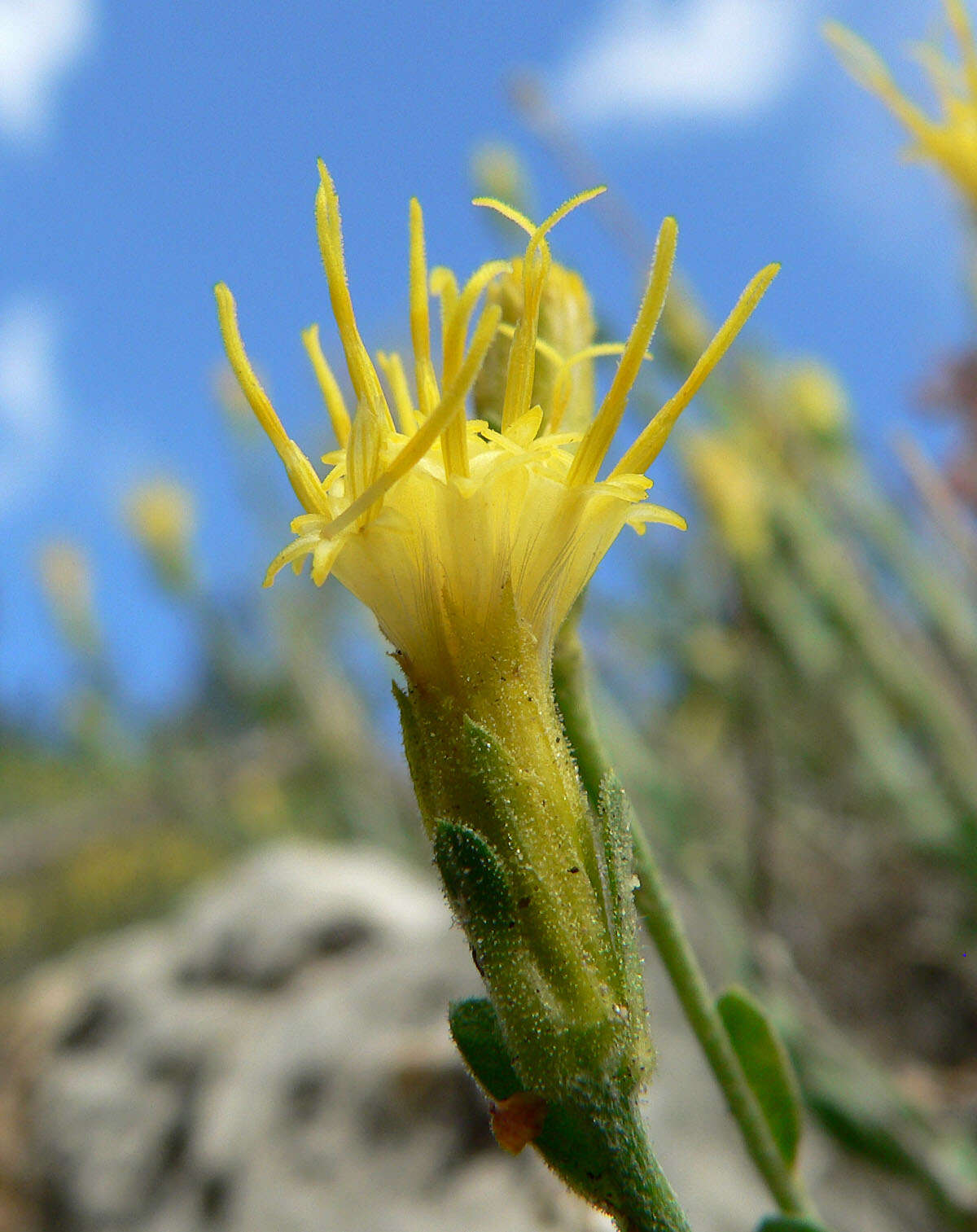 Ericameria discoidea (Nutt.) G. L. Nesom resmi