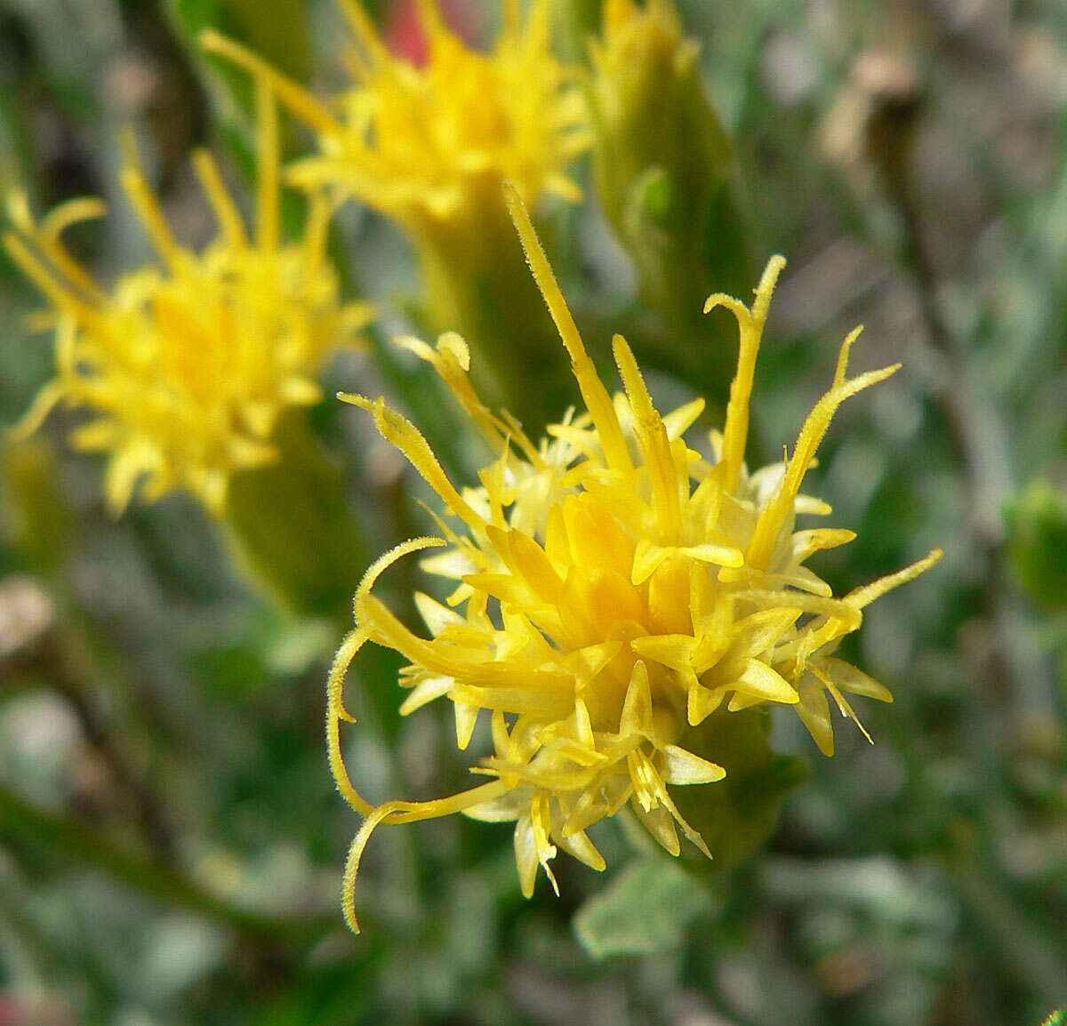 Ericameria discoidea (Nutt.) G. L. Nesom resmi