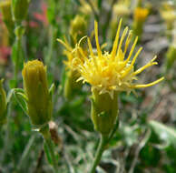 Ericameria discoidea (Nutt.) G. L. Nesom resmi