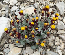 Image of lobeleaf groundsel