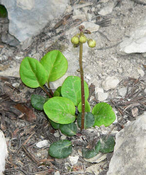 Image of greenflowered wintergreen