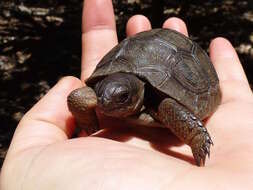 Image of Aldabrachelys