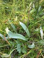 Plancia ëd Antennaria pulcherrima (Hook.) Greene