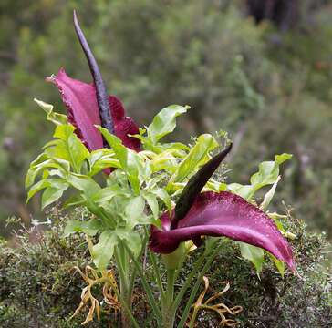 Image of dracunculus