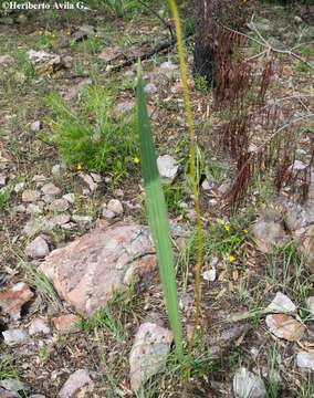 Image of Bletia adenocarpa Rchb. fil.