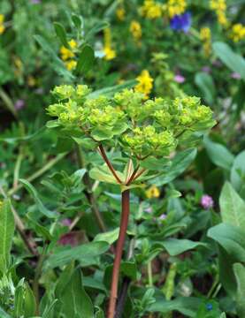 Image of serrate spurge