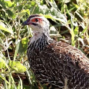 Image of Clapperton's Francolin