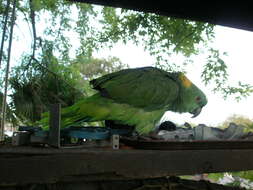 Image of Yellow-naped Amazon