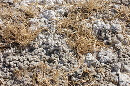 Image of curved sicklegrass
