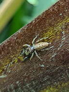 Image of Jumping spider