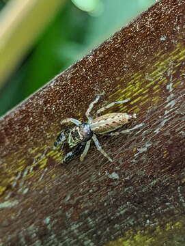 Image of Jumping spider