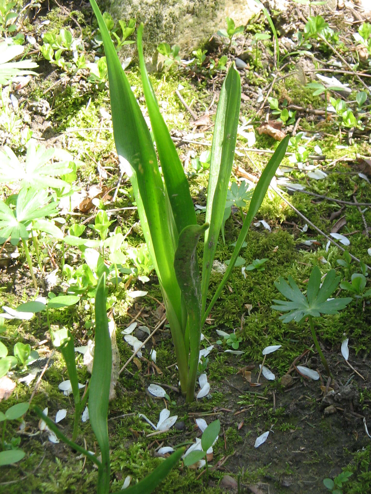 Image of Autumn crocus