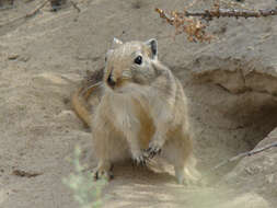 Image of Great Gerbil