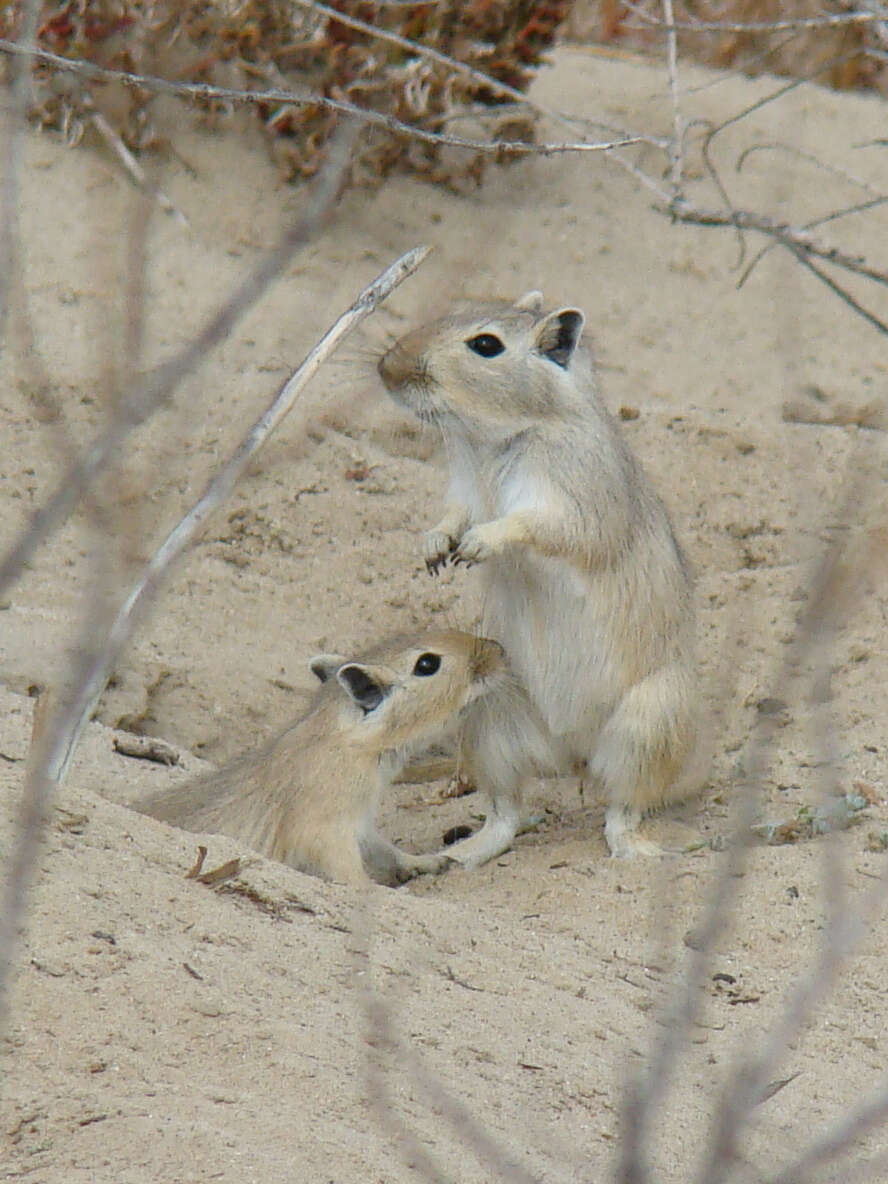 Image of gerbils, jirds, and relatives