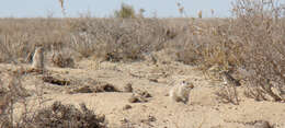 Image of gerbils, jirds, and relatives