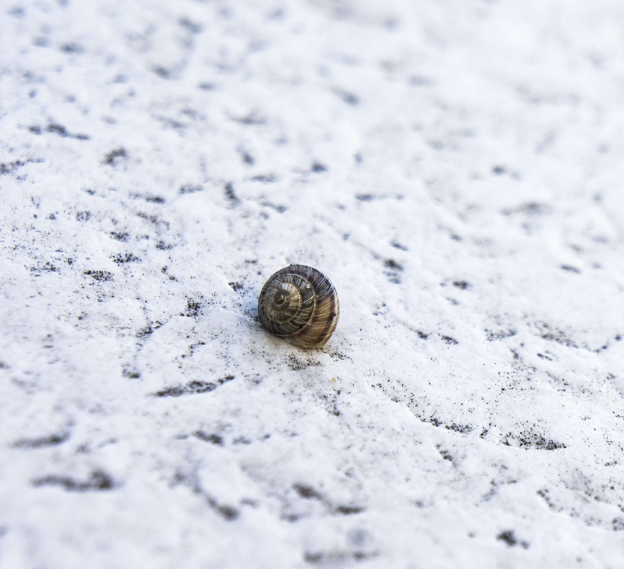 Image of Snail