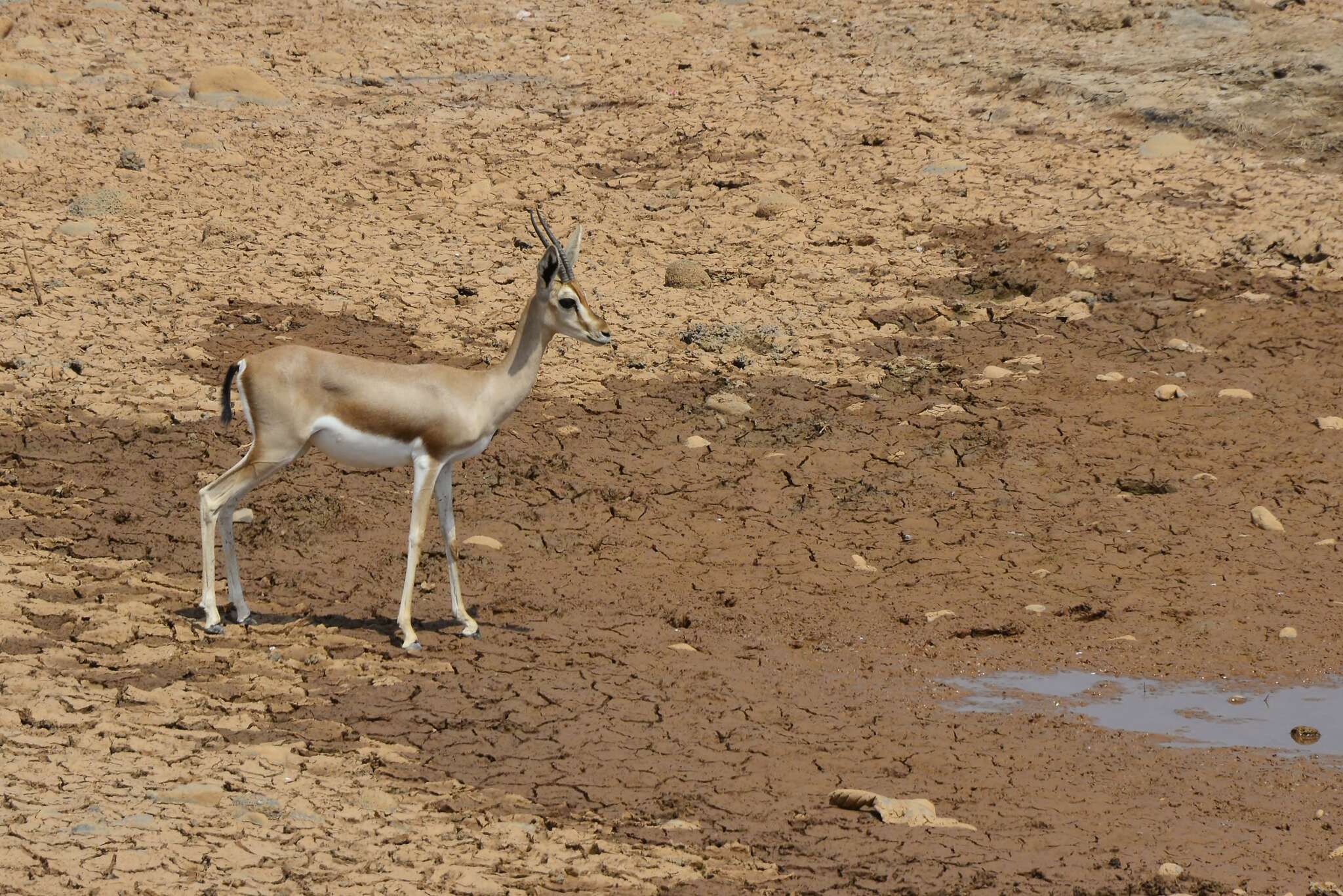 Image of Dorcas Gazelle