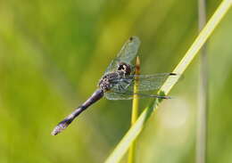 Image of Nannophya australis Brauer 1865