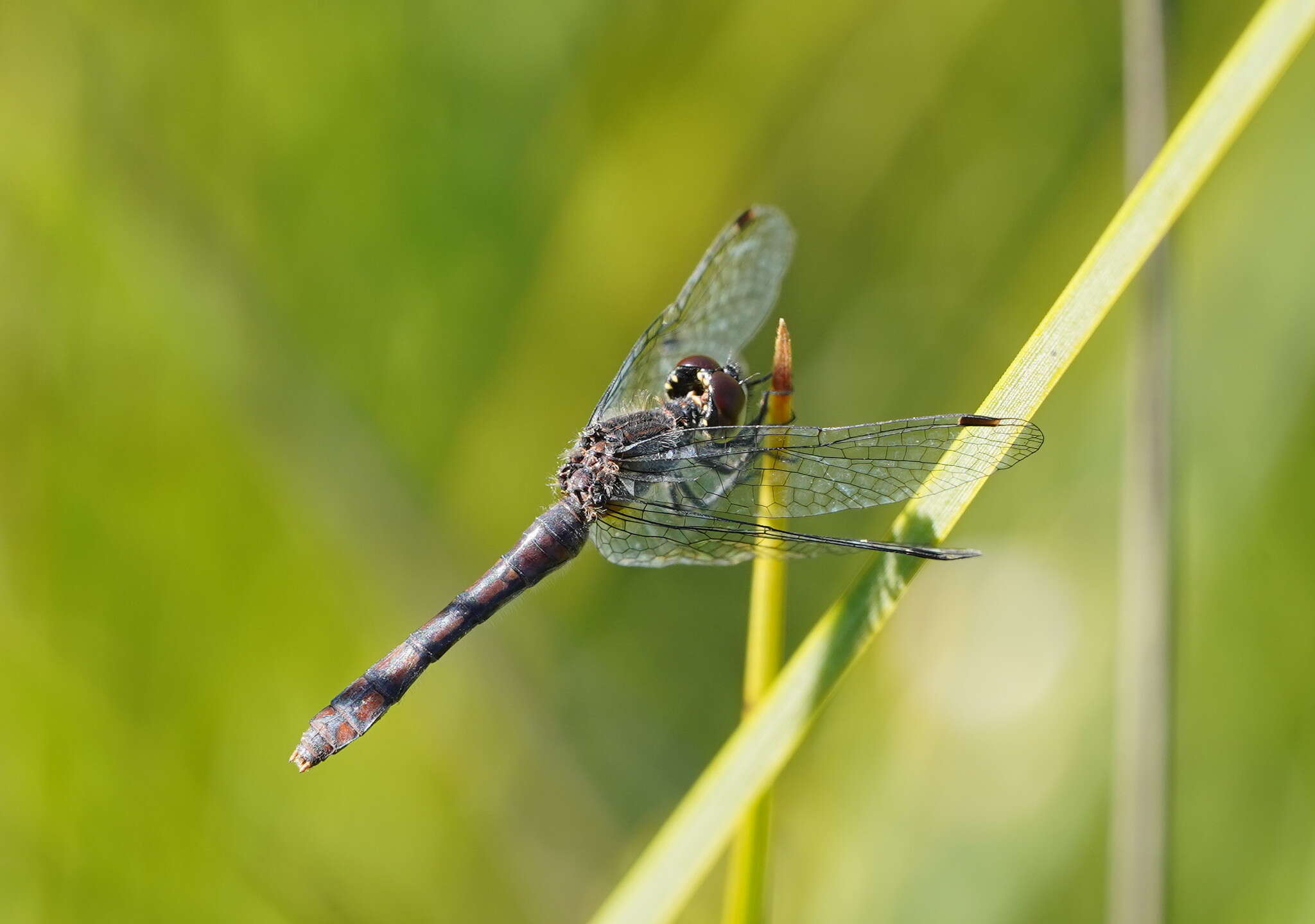 Image of Nannophya australis Brauer 1865