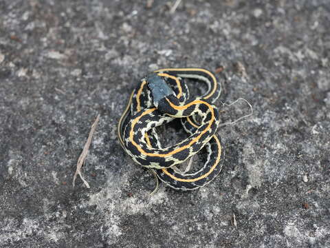 Thamnophis cyrtopsis ocellatus (Cope 1880)的圖片