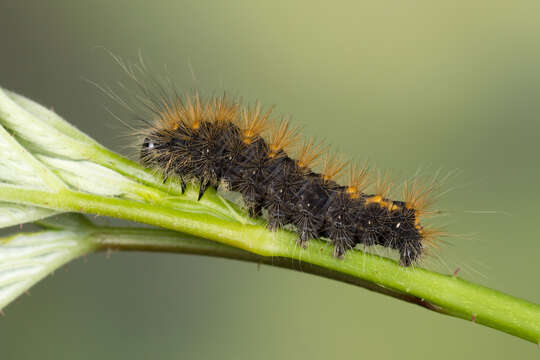 Acronicta auricoma Schiffermüller 1776 resmi