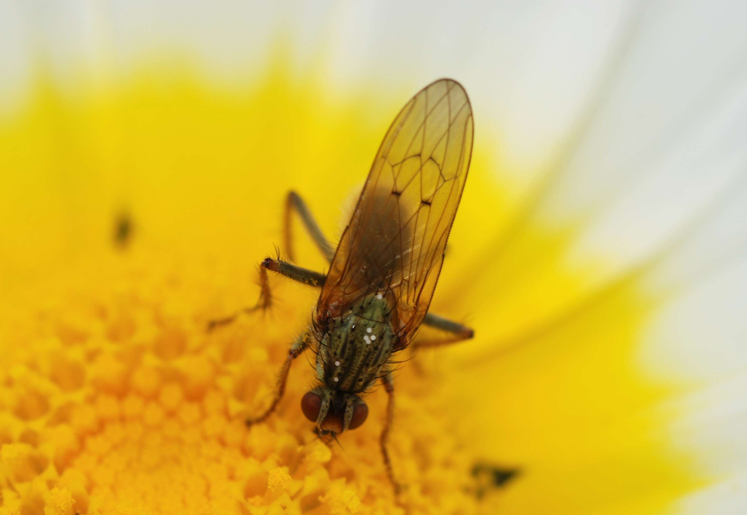 Image of Scathophaga stercoraria (Linnaeus 1758)