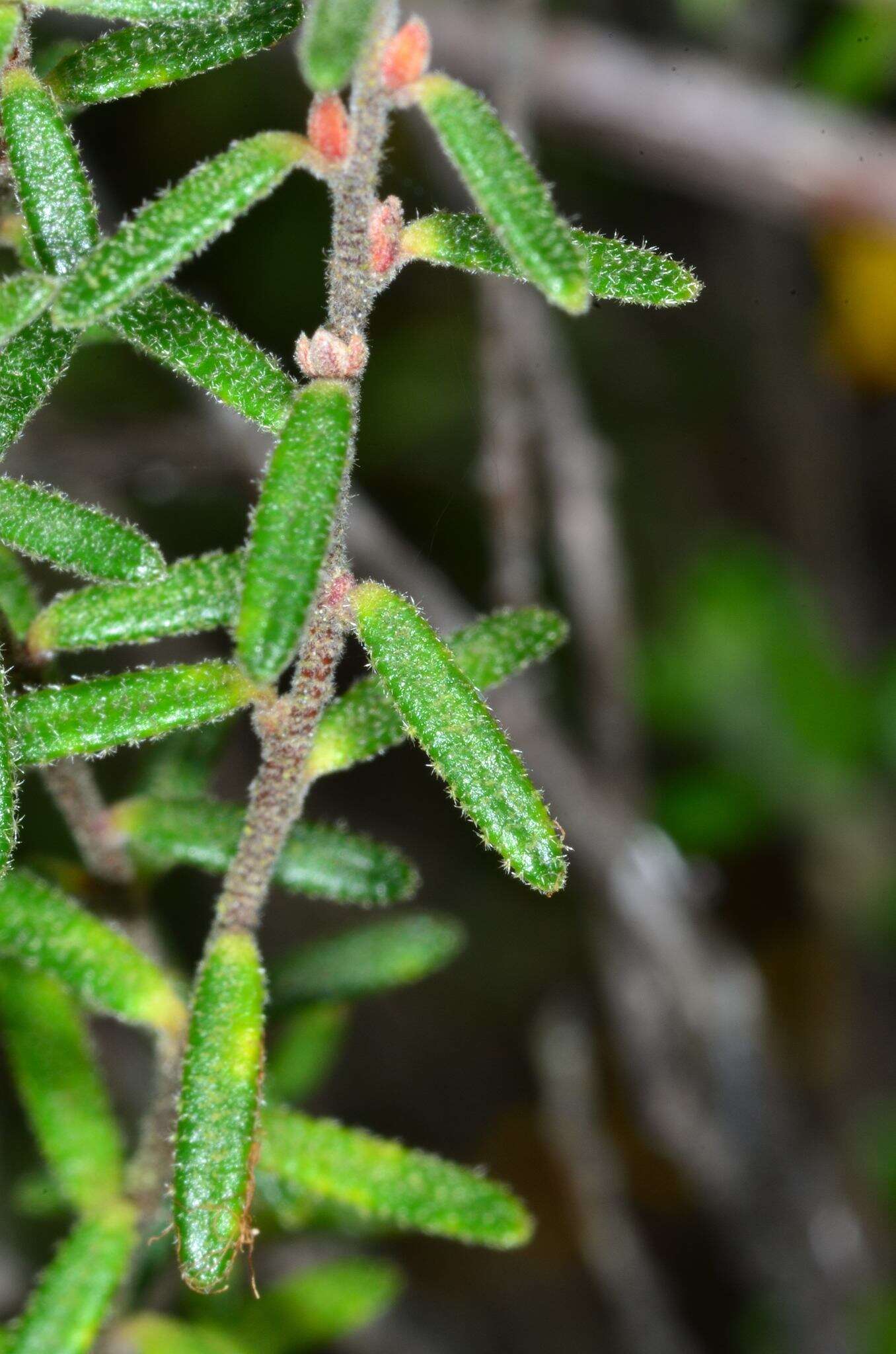 Plancia ëd Hibbertia australis N. A. Wakefield